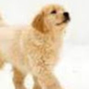 Meet your Posher, Anne